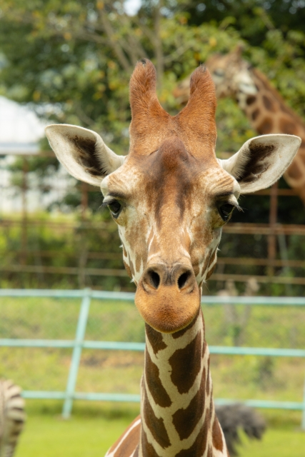 キリンが正面を向いている写真。